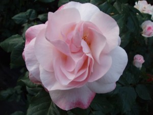 ENGLISH MISS (floribunda)